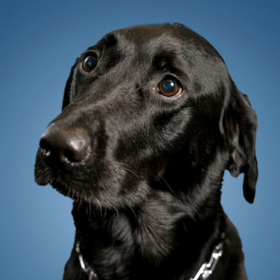 Gibbs therapy dog